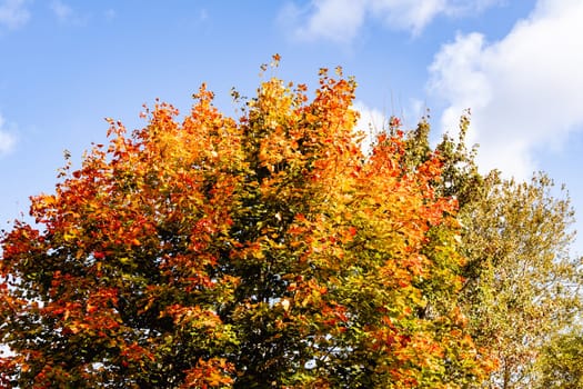 Beautiful autumn landscape with yellow leaves of trees and blue sky on a sunny day. High quality photo