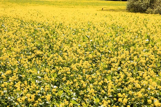 Rapeseed fields panorama. Blooming yellow canola flower meadows and blue sky with clouds. High quality photo