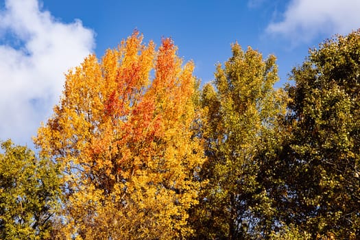 Beautiful autumn landscape with yellow leaves of trees and blue sky on a sunny day. High quality photo