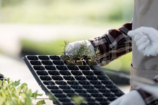 A young woman actively farming in a greenhouse, showcasing sustainable agriculture and modern farming techniques.