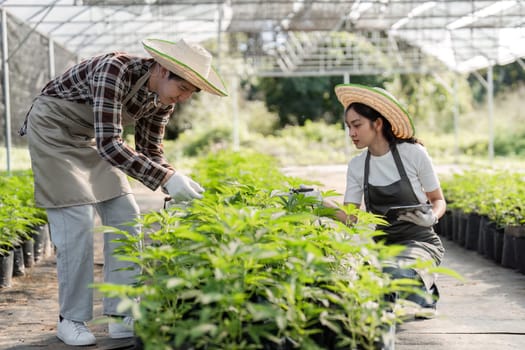 A modern couple tending to herbs and cannabis plants in a greenhouse, showcasing sustainable farming practices.