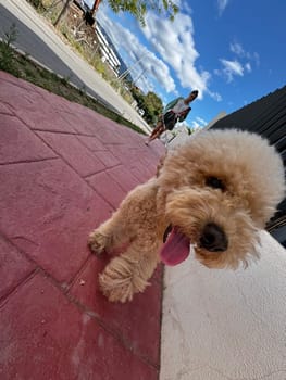 A cheerful and fluffy dog is happily enjoying a walk on a sunny day with a person seen in the background
