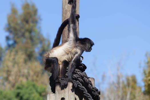 A huge alpha male baboon monkey rests by the river bank. High quality photo
