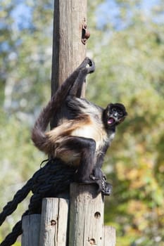 A huge alpha male baboon monkey rests by the river bank. High quality photo