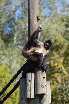 A huge alpha male baboon monkey rests by the river bank. High quality photo
