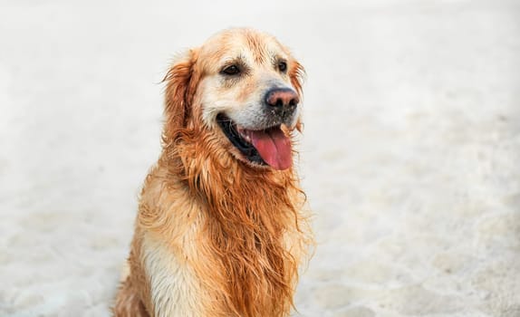Adorable Golden Retriever Dog On A Sandy Beach Has A Happy Wet Face