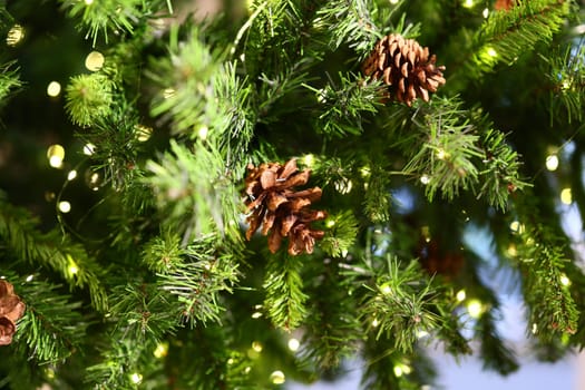 A stunning closeup image of beautiful pine cones snugly nestled among lush, vibrant green pine needles