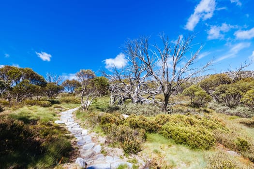 Landscape views along the Porcupine Walking Track on a summer's day in Kosciuszko National Park, Snowy Mountains, New South Wales, Australia