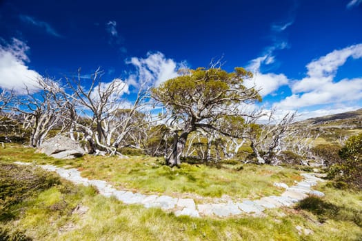 Landscape views along the Porcupine Walking Track on a summer's day in Kosciuszko National Park, Snowy Mountains, New South Wales, Australia