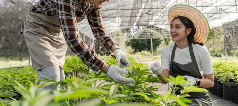A couple happily tending to herbs and cannabis plants in a greenhouse, showcasing sustainable gardening and healthy living.