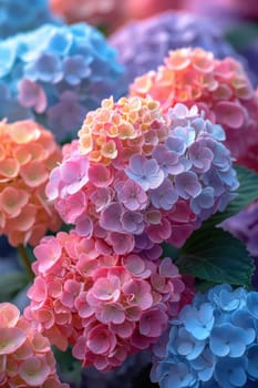 Stunning hydrangeas are captivating, showcasing a beautiful blend of pink, blue, and peach hues, all in full bloom