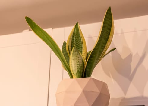 Shot of the small indoor plant.