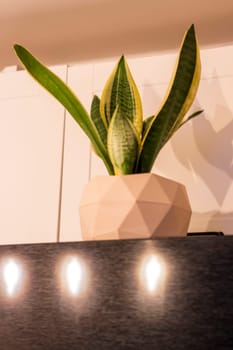 Shot of the small indoor plant.