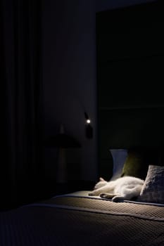 A peaceful bedroom at night has a relaxed cat resting on a made bed, creating a cozy and inviting atmosphere