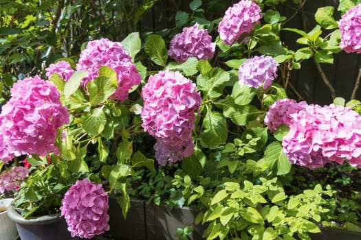 A breathtaking and stunning display of beautiful pink hydrangeas blooming in a lush and vibrant garden setting