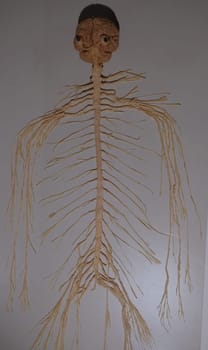 Complete medical dissection of entire human nervous system. High quality photo