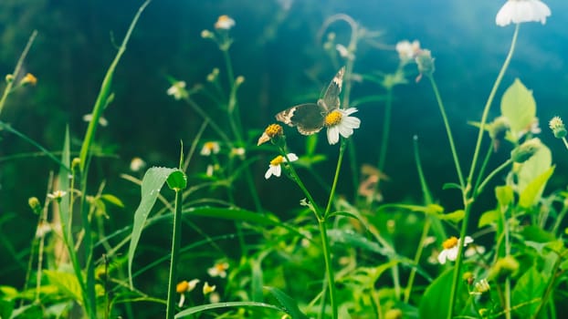 Summer mood background. Energy of Magic wild flora and fauna. Flowers, grass, butterflies.