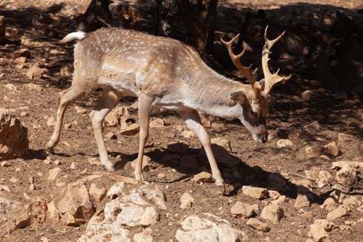 A deer grazes in the desert savannah of Africa. High quality photo