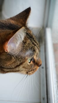 A beautifully detailed closeup of a cats profile, quietly and intently watching the world outside the window