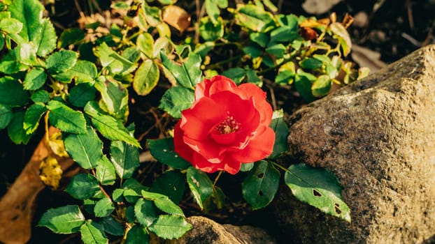 A strikingly beautiful red flower blooms vibrantly among lush, green leaves and stones, capturing pure natural beauty