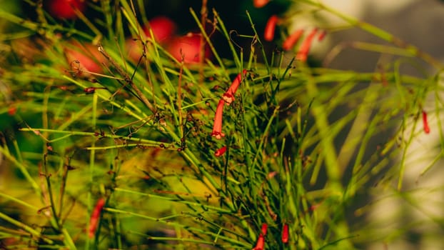 A stunning closeup view showcasing a vibrant green plant that features beautifully bright red flowers in bloom