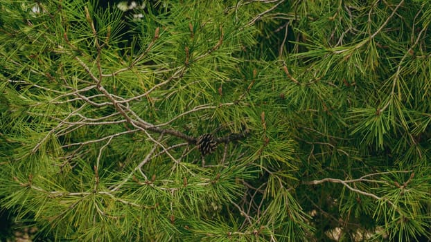A closeup view of vibrant green pine tree branches that beautifully showcase the wonders of natures beauty