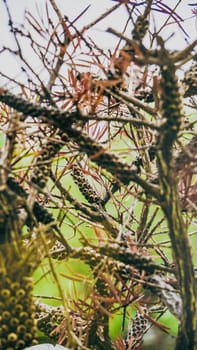 A fascinating and detailed view of intertwined branches and lush foliage showcasing the complexity of nature