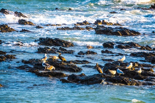 A serene view shows seabirds resting on rugged rocks by the ocean, with gentle waves crashing nearby