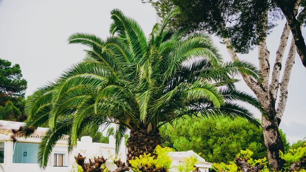 A breathtaking and stunning view of palm trees gracefully surrounded by luscious greenery in a serene tropical setting