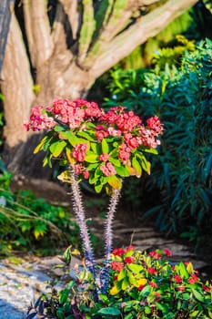 This vibrant Euphorbia has beautiful pink flowers blooming among lush green foliage in a serene garden