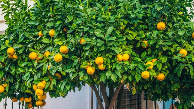 A vibrant orange tree is brimming with ripe fruits, set against a beautiful and scenic backdrop of nature