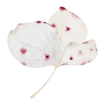 Hydrangea flowers watercolor. Hand drawn delicate white flower on isolated white background. Botanical illustration. Ideal for poster, wedding and birthday cards. High quality illustration
