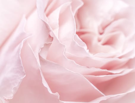 Abstract floral background, pink pale rose flower petals, soft focus. Macro flowers backdrop for holiday brand design