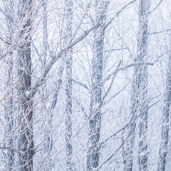 Background of tree trunks and branches covered with frost. Nature landscape with fog and white snow. Winter holiday concept