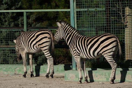 Two zebras stand side-by-side in an enclosure, facing away from the camera. The zebra on the right looks over its shoulder towards the other zebra.