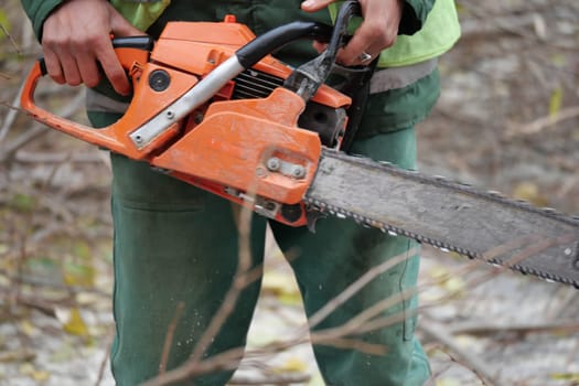 An experienced worker skillfully uses a chainsaw for forest maintenance and tree cutting