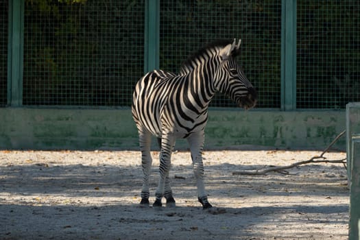 A zebra stands in an enclosure, its black and white stripes clearly visible. A green fence surrounds the enclosure, creating a barrier between the animal and the viewer.
