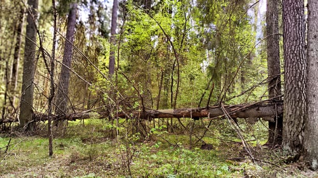 Sunlight filters through the trees, illuminating fresh green foliage in a peaceful forest setting