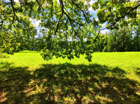 The park features tall trees and vibrant green grass, creating a tranquil atmosphere on a sunny summer day