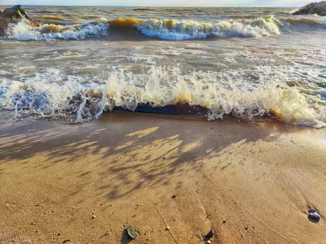 A dog stands on the beach, looking at the waves under a clear blue sky.