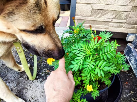 A brown and white dog sniffs yellow flowers in a pot while hand reaches out to pet it