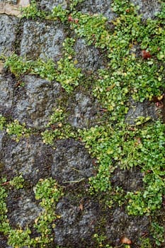melted snow on paving stones covered with moss.