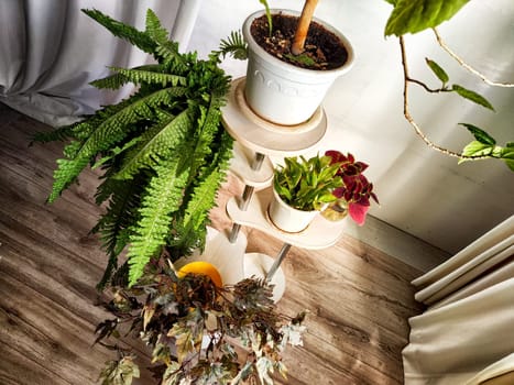 Modern cozy beautiful room with a braided rope macrame chair, green plants and a window with curtains. Interior and background. Location for photo shooting