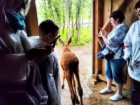 Kostroma, Russia - July 31, 2024: Visitors interact with moose at Sumarokovo Moose Farm in Kostroma, Russia during an educational tour on sunny day