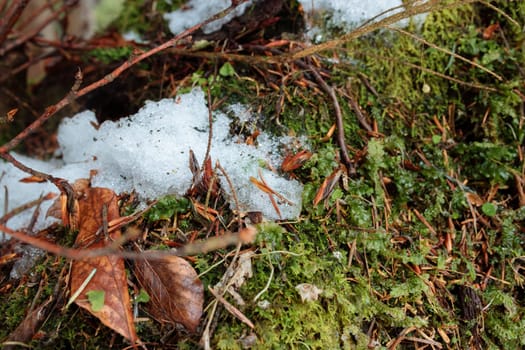 Green moss with first layer of snow.