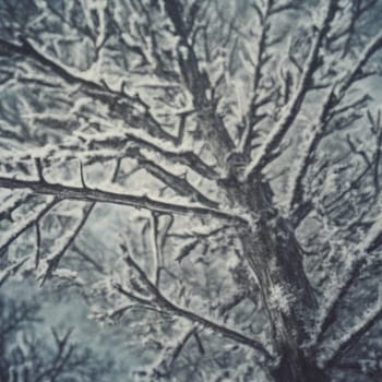 winter landscape forest trees snow. High quality illustration
