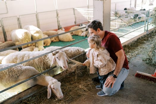 Little girl feeds white sheep with hay in a pen while standing near her squatting dad. High quality photo