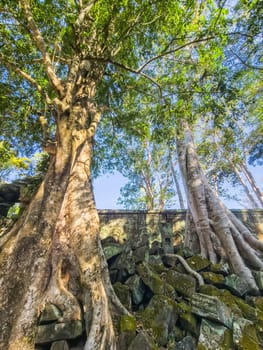 Ruin of ancient Ta Prohm Wat temple with awesome tree in Angkor, Cambodia
