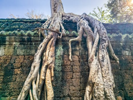 Ruin of ancient Ta Prohm Wat temple with awesome tree in Angkor, Cambodia