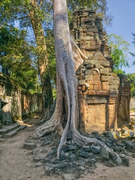 Ruin of ancient Ta Prohm Wat temple in Angkor, Cambodia
